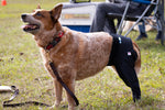 Scandi Wrap - Hind Leg