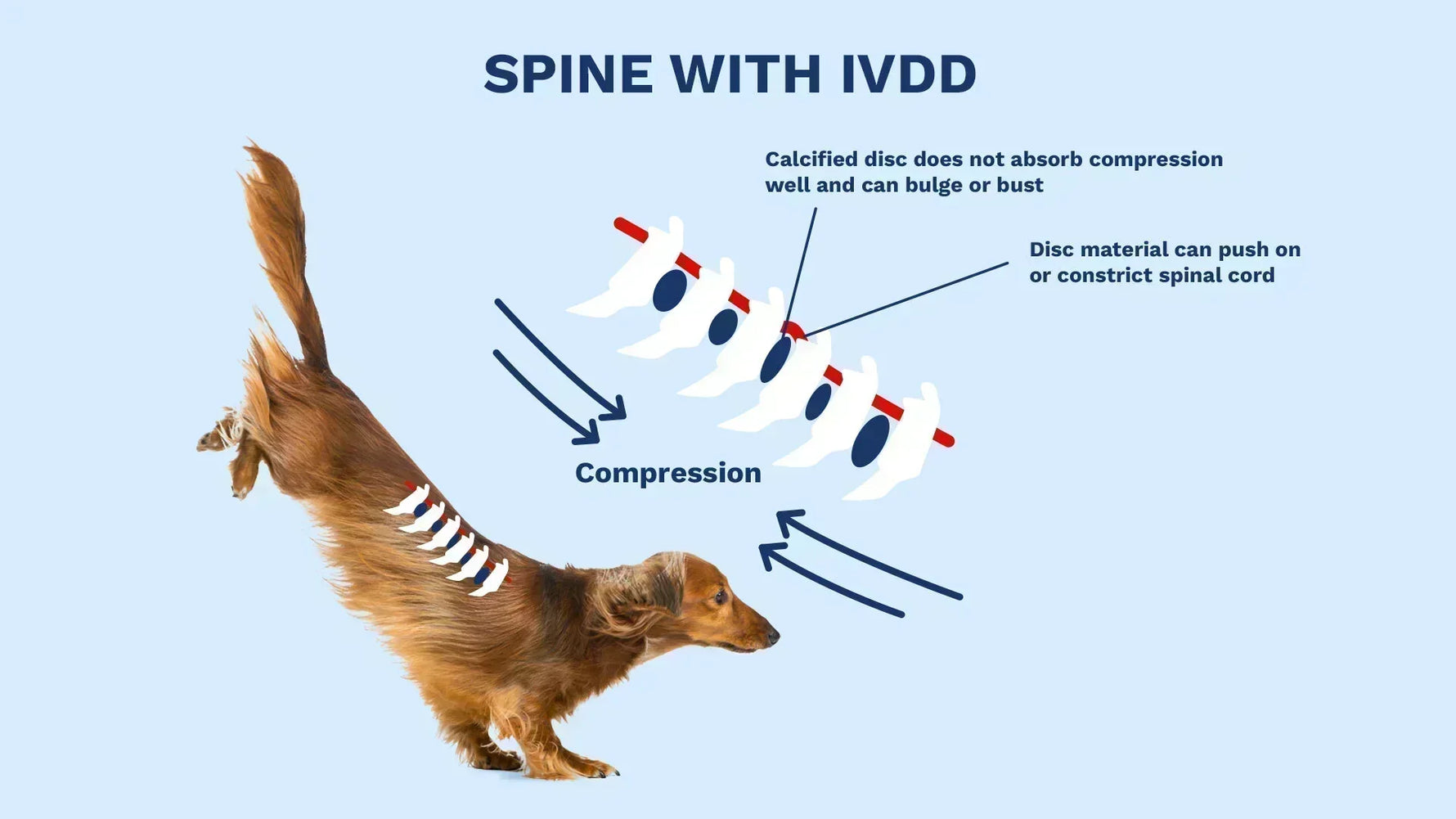 Understanding IVDD in Dogs and How WiggleLess Braces Can Help