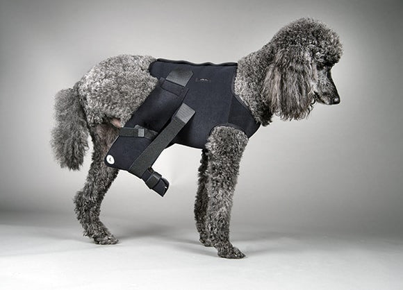 Dog wering Dogleggs Brand Ehmer Sling