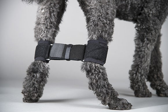 Rear Leg Hobble System