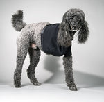 Poodle wearing a black velpeau sling on a gray background