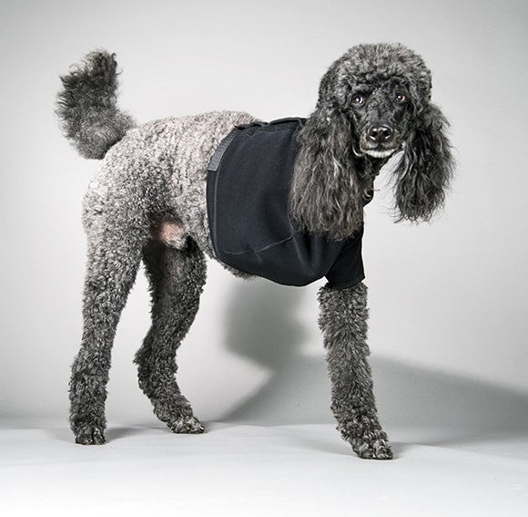 Poodle wearing a black velpeau sling on a gray background