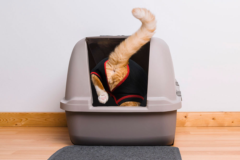 MediPaw 2-Piece Cat Suit