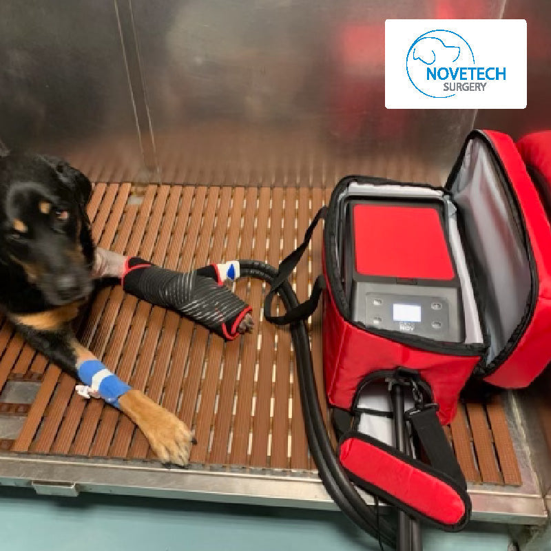 dog with CryoNOV sleeve on foot for post op therapy