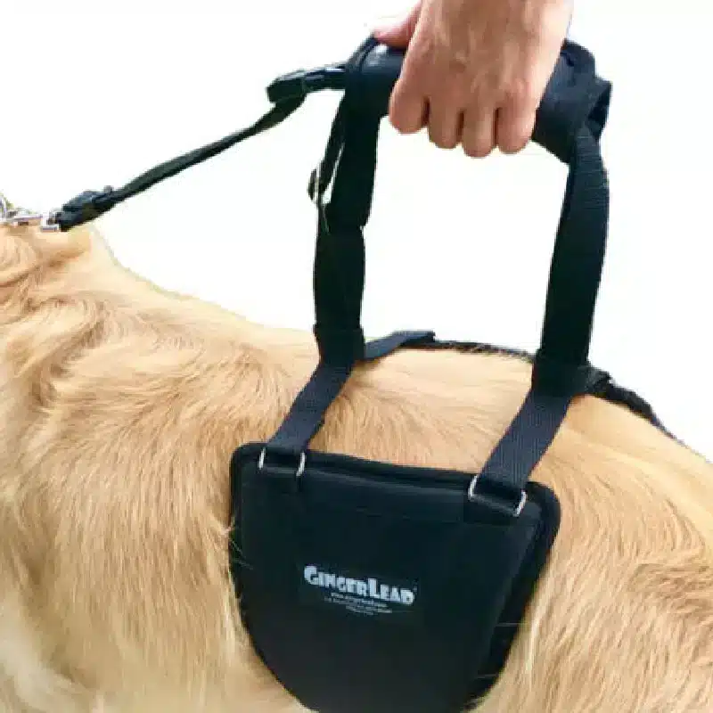 GingerLead Harness being showed how it works