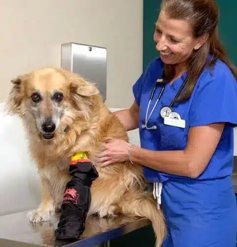 Vet Technician smiling at dog wearing a medipaw boot
