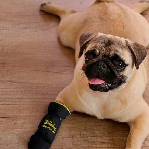 Pug wearing yellow bandage cover