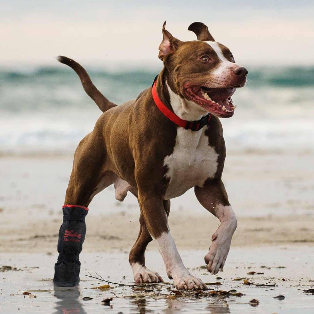 Bull Terrier running on the beach with Rugged X boot