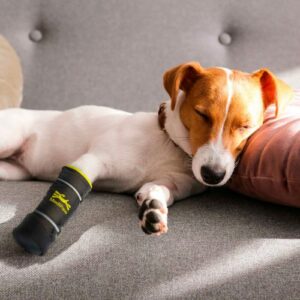 Jack Russell sleeping on a couch with a bandage cover on