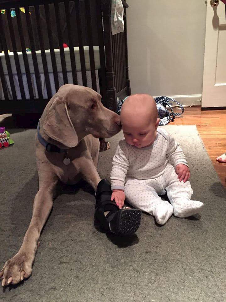 Silver lab wearing hock ankle brace sitting next to a baby