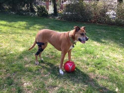 Dog standing over soccer ball with a knee brace on