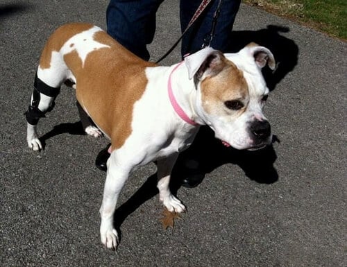 Boxer on a leash standing proud with a knee brace on