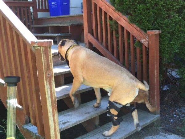 Dog wearing two knee braces for ACL tear