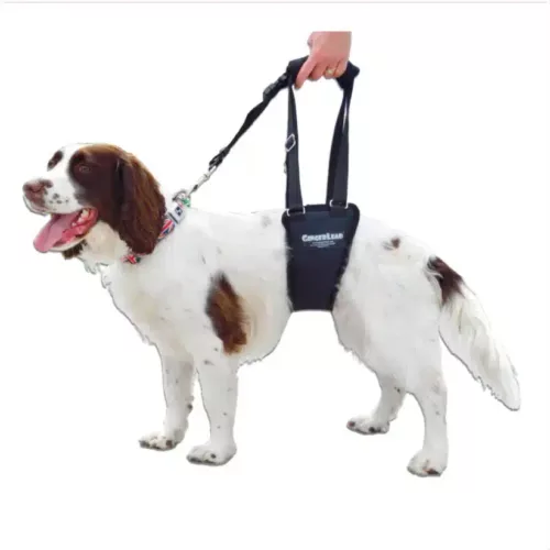 english spaniel with a support harness