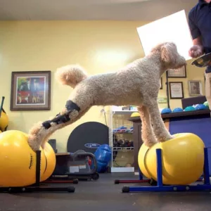 Labradoodle wearing dog knee brace balancing on exercise balls