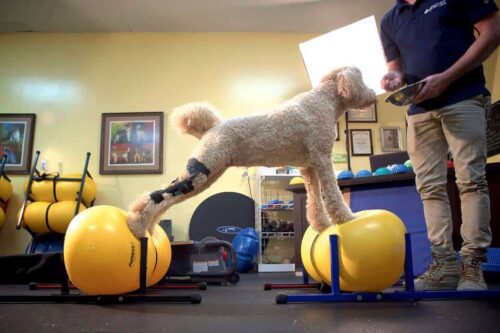 Labradoodle wearing dog knee brace balancing on exercise balls