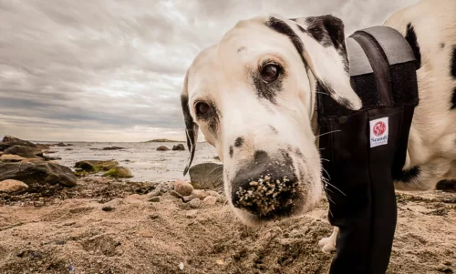 Dalmatian looking at photographer wearing Scandi MPC front leg cover