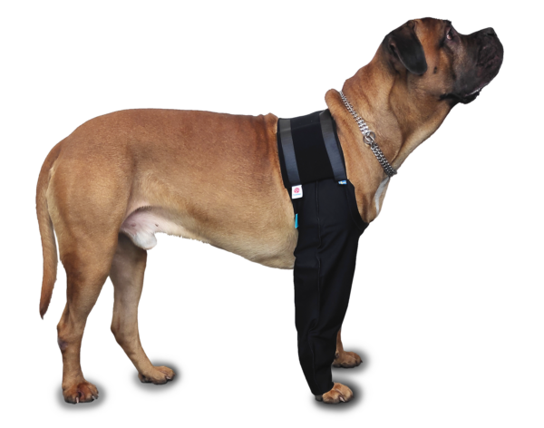Boxer dog standing looking straight wearing front leg cover to prevent licking