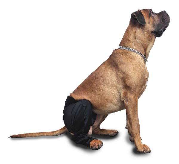Boxer dog sitting patiently wearing hind leg cover to prevent licking