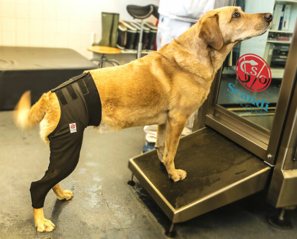 Yellow lab propped up wearing a MPC cover on hind leg