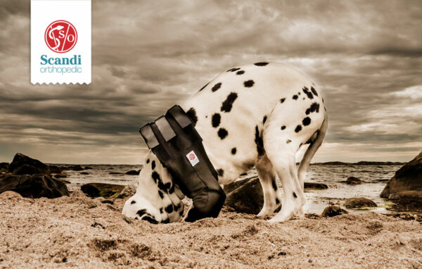 Dalmatian digging in sand with Scandi front leg brace cover