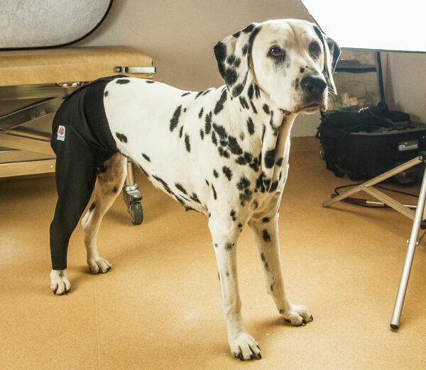 Dalmatian dog standing in vet office wearing Scandi Hind Leg cover