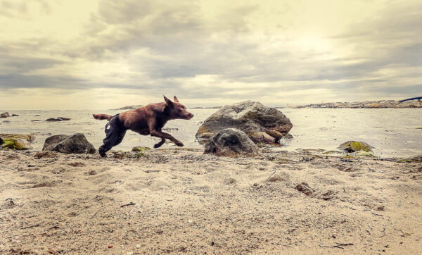 dog running on beach wearing a soft coverage brace