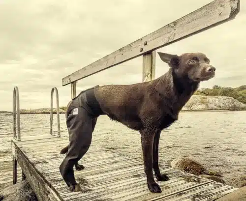 Chocolate Lab wearing MPC hind leg cover