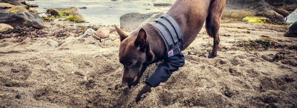 dog digging a hole in the sand with MPC front leg brace on