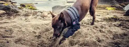 dog digging a hole in the sand with MPC front leg brace on
