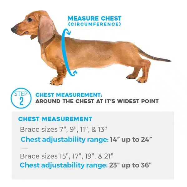 Chest Measurement of dog back brace