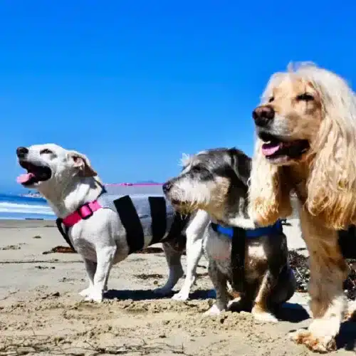 Trio of dogs wearing back braces