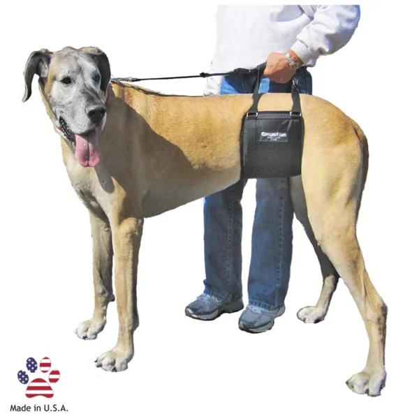 Great dane being supported by a GingerLead harness
