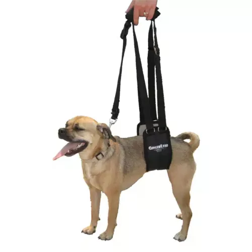GingerLead harness on small dog