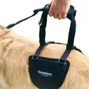 GingerLead Harness being showed how it works